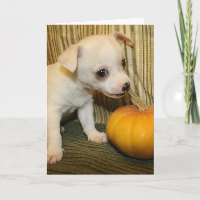 Kort för hälsning för pumpa för babyChihuahua (Framsida)