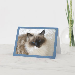 Kort för hälsning för Ragdoll kattporträtt