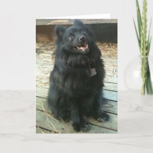 Kort för hälsning för Schipperkehund allmänt