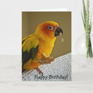 Kort för hälsning för solConure fågel tomt
