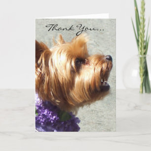 Kort för hälsning för tackYorkshire Terrier