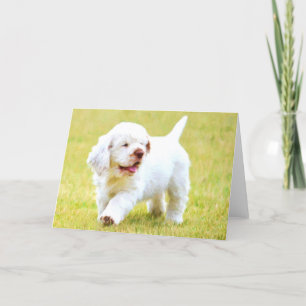 Kort för hälsning för valp för Clumber Spaniel