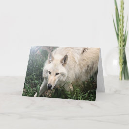 Kort för hälsning för vitvarg tomma