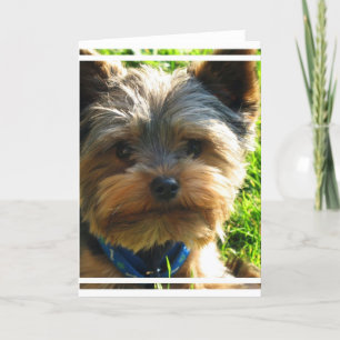 Kort för hälsning för Yorkshire Terrier