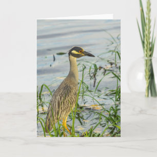 Kort för hälsning - Gult Crowned Night Heron