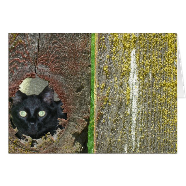 Kort för hälsning - kattsökning genom stängsel (Framsidan Horizontal)