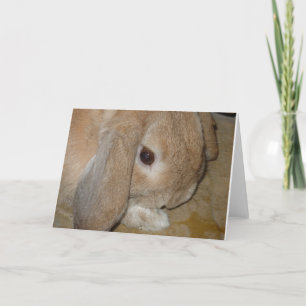 Kort för hälsning - Lop Eared Dwarf Rabbit