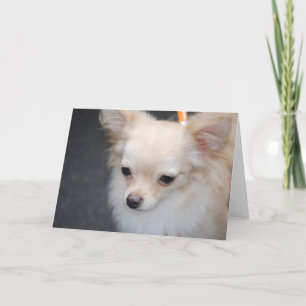 Kort för hälsning med lång livslängd, Chihuahua
