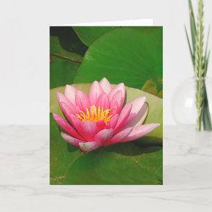 Kort för hälsning, "ROSA LOTUS FLOWER"
