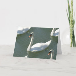 Kort för hälsning - Svanar i Färg