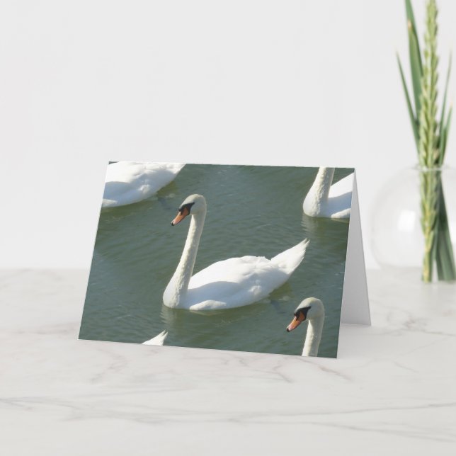 Kort för hälsning - Svanar i Färg (Framsida)