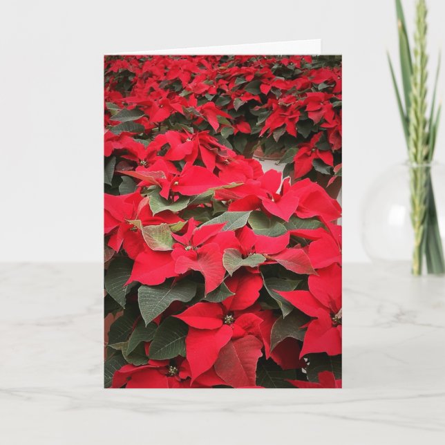 Kort för julstjärnasäsonghelgdag (Framsida)