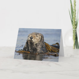 Kort för Kalifornien havsutter - Enhydralutrisfoto