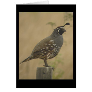 Kort för Kalifornien Quail