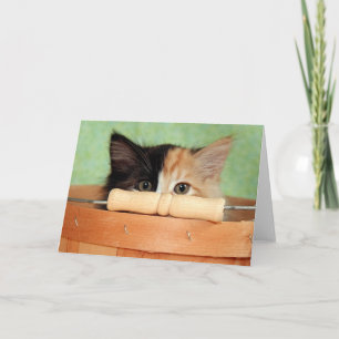 Kort för kattunge för Calico för Greyfoot