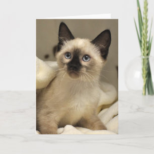 Kort för kattunge för Greyfoot katträdding Siamese
