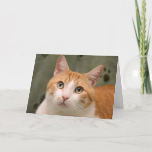 Kort för kattunge för orange & för vit för