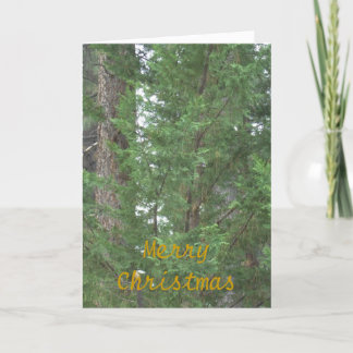 Kort för Lake Tahoe julsamling