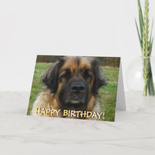 Kort för Leonberger hundfödelsedag