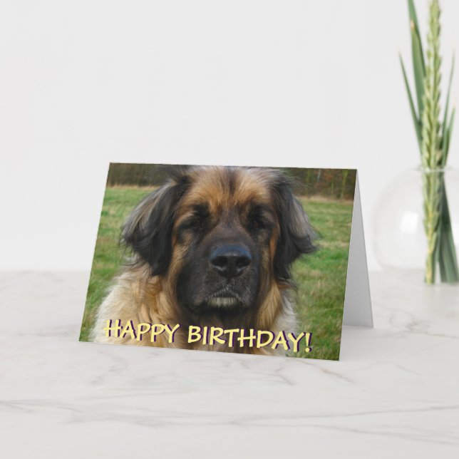 Kort för Leonberger hundfödelsedag (Framsida)