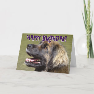 Kort för Leonberger hundfödelsedag