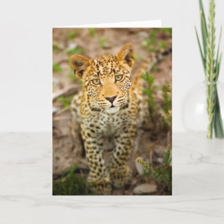 Kort för Leopardungehälsning