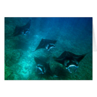 Kort för Mantastråle