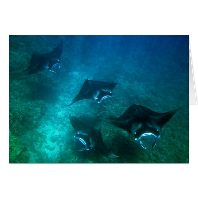 Kort för Mantastråle (Framsidan Horizontal)