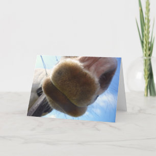 Kort för märkande hästar