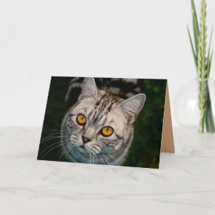 Kort för McGonagall katthälsning