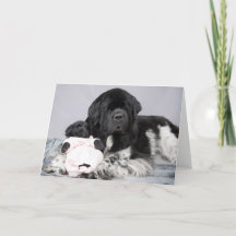 Kort för Notta björnvälkomnande