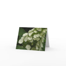 Kort för Oakleaf vanlig hortensia (vanlig