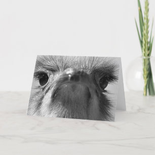 Kort för Ostrich #1-Greeting
