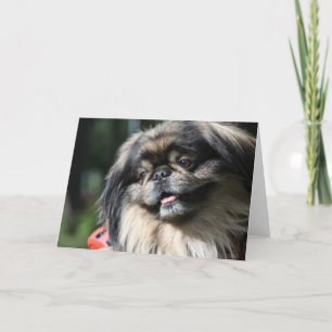 Kort för Pekingese hundhälsning