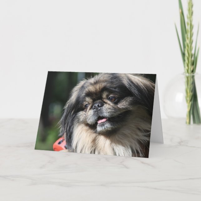 Kort för Pekingese hundhälsning (Framsida)