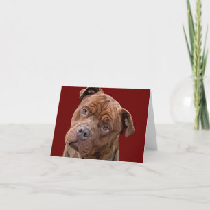 Kort för Pitbull "Benz" hälsning