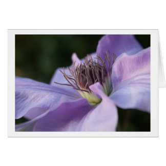 Kort för purpurfärgad Clematis