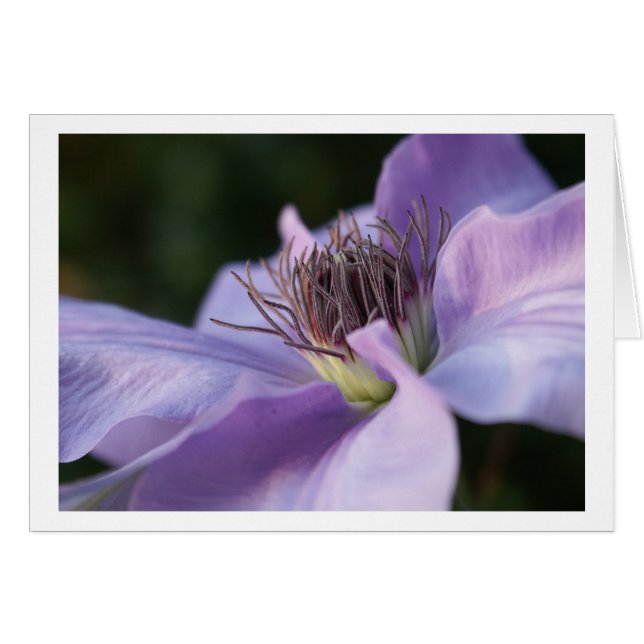 Kort för purpurfärgad Clematis (Framsidan Horizontal)