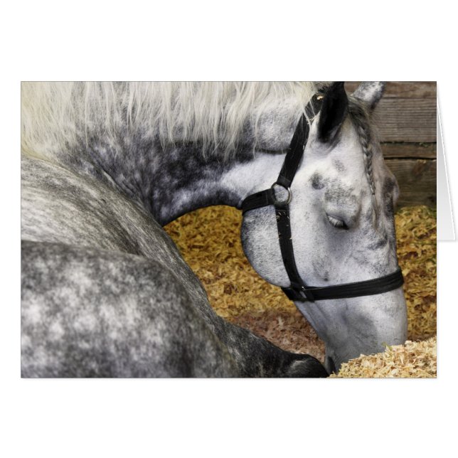 Kort för Puyallup mässahäst 5x7 (Framsidan Horizontal)