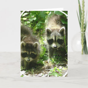 Kort för Raccoonlivsmiljöhälsning