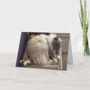 Kort för Ragdoll katthälsning