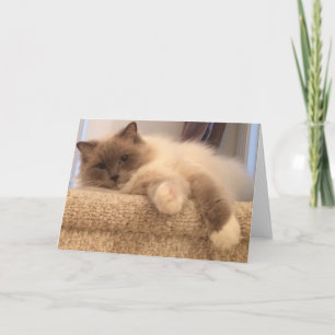 Kort för Ragdoll katthälsning