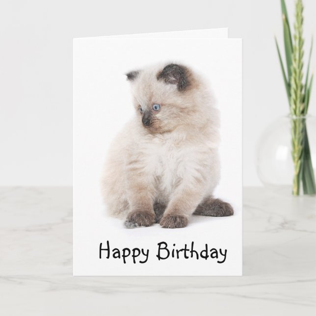 Kort för Ragdoll kattungefödelsedag (Framsida)