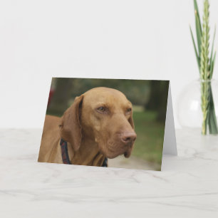 Kort för Rhodesian Ridgeback hundhälsning