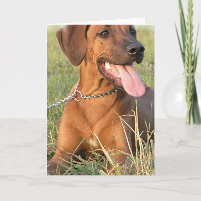 Kort för Rhodesian Ridgeback räddinghälsning (Framsida)