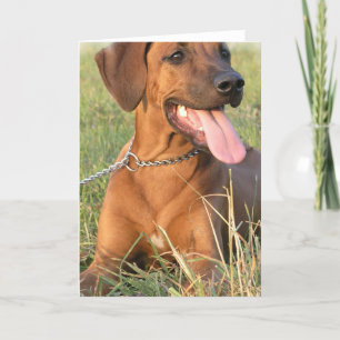 Kort för Rhodesian Ridgeback räddinghälsning