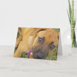Kort för Rhodesian Ridgeback valphälsning