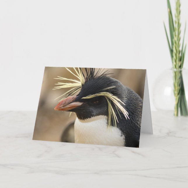 Kort för Rockhopper pingvinhälsning (Framsida)