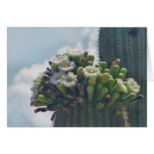 kort för saguaro cactus blooms