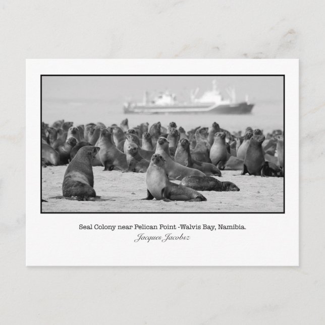 Kort för Seal Colony (Framsida)